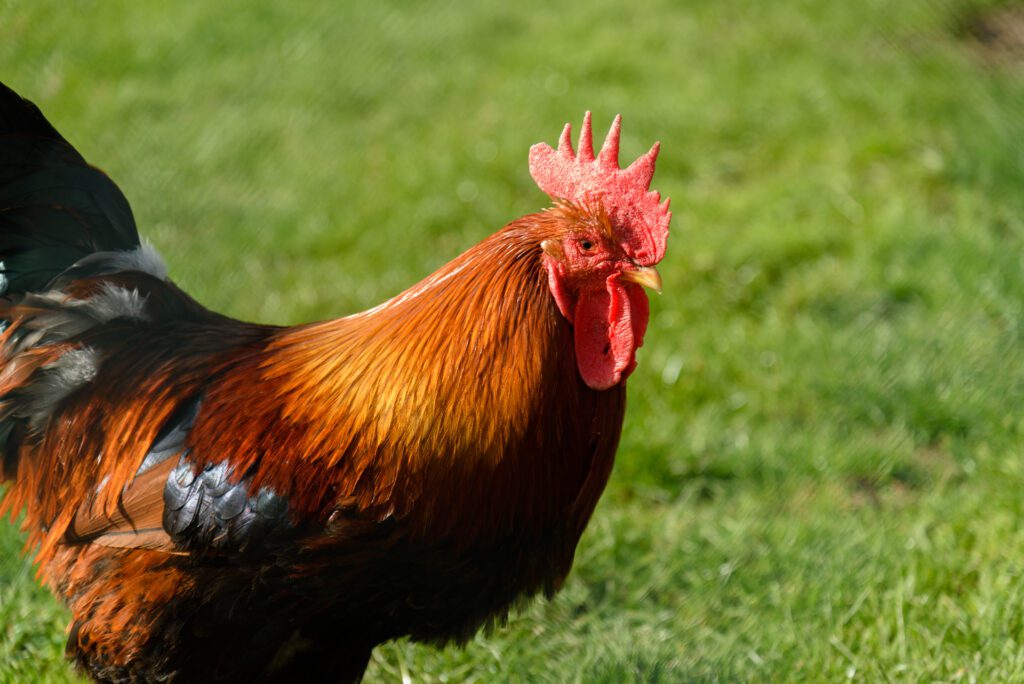 Meet & Feed Our Animals Kildare Farm Foods