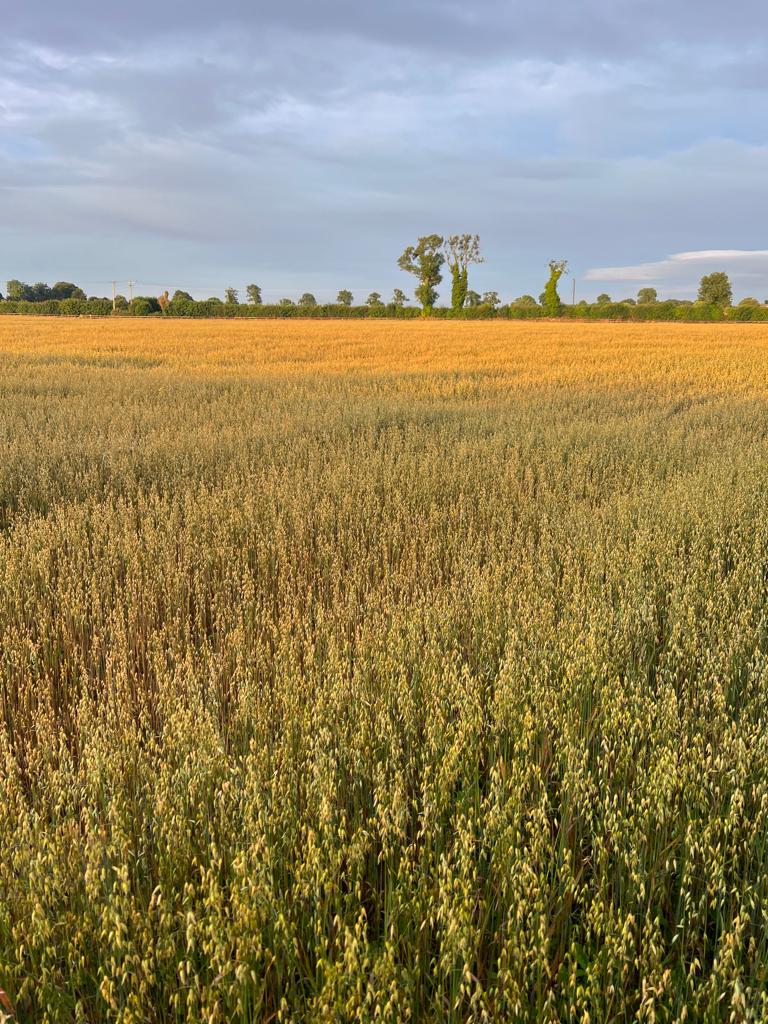 Organic Oats Working Farm Tour Kildare Farm Foods